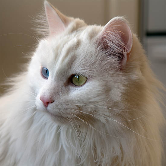 Белый кот с разными глазами - смотреть фото, картинки, бесплатно 7