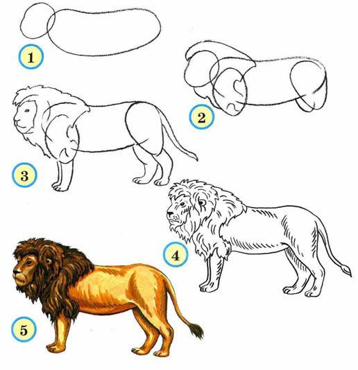 Как рисовать животных поэтапно карандашом для начинающих 5