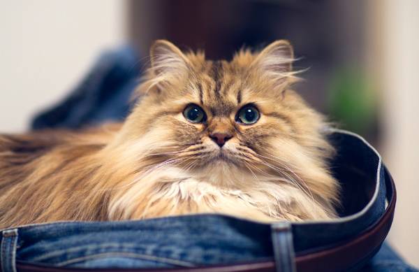 Персидская кошка - описание породы, фото, чем кормить 1