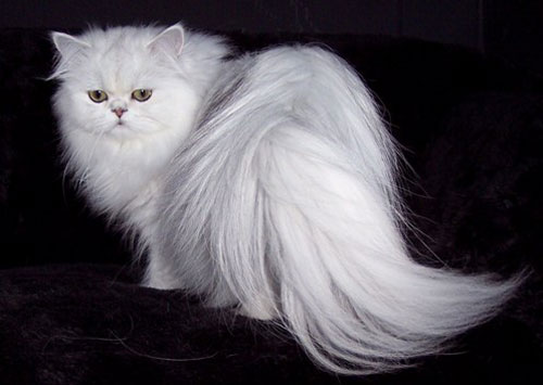 Персидская кошка - описание породы, фото, чем кормить 2