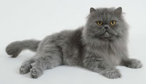 Персидская кошка - описание породы, фото, чем кормить 5