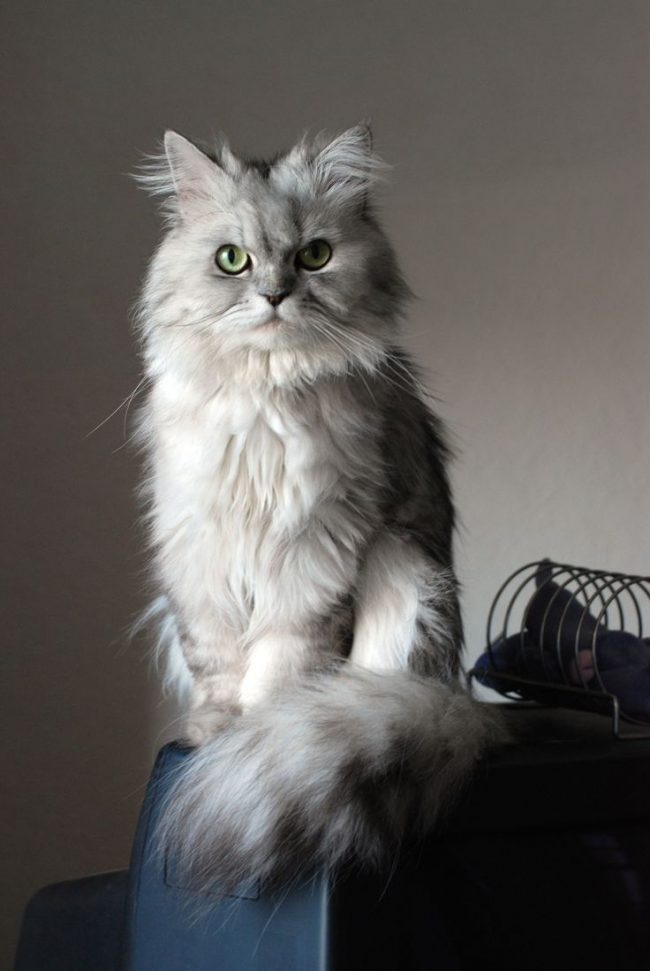 Персидская кошка - описание породы, фото, чем кормить 6
