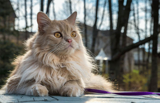 Персидская кошка - описание породы, фото, чем кормить 7