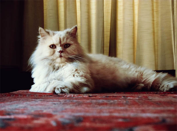 Персидская кошка - описание породы, фото, чем кормить 8