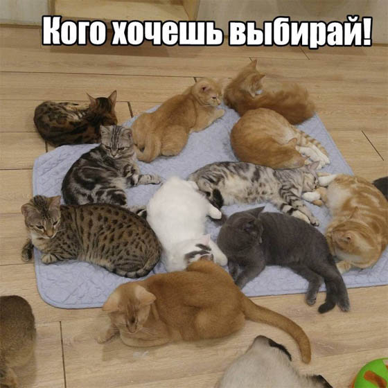 Смешные картинки котов с надписями - смотреть бесплатно 13
