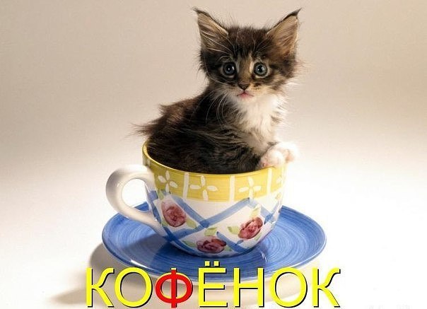 Смешные картинки котов с надписями - смотреть бесплатно 14