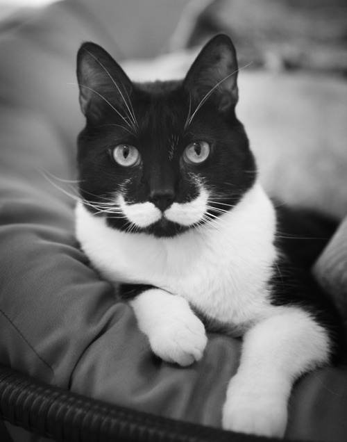 Черно-белые картинки котов, красивые коты - фото черно-белые 1