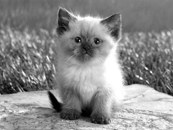 Черно-белые картинки котов, красивые коты - фото черно-белые 10