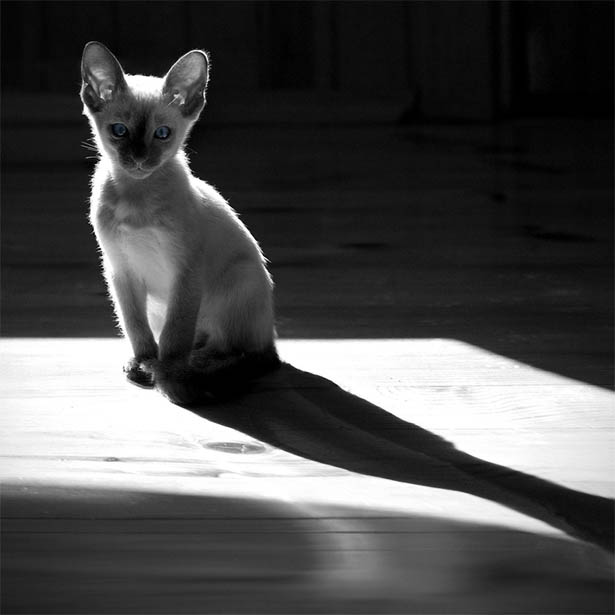 Черно-белые картинки котов, красивые коты - фото черно-белые 15