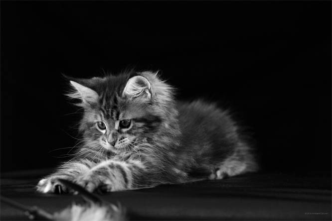 Черно-белые картинки котов, красивые коты - фото черно-белые 16