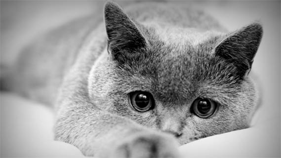 Черно-белые картинки котов, красивые коты - фото черно-белые 8