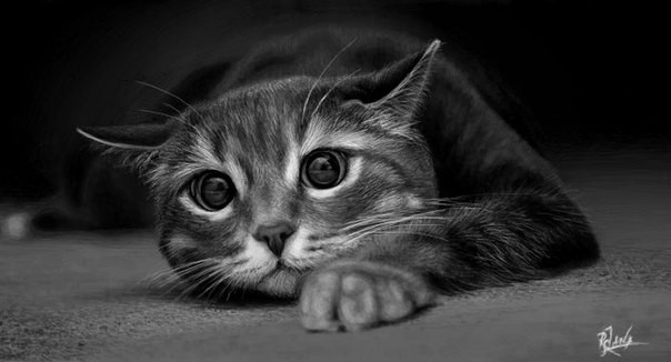 Черно-белые картинки котов, красивые коты - фото черно-белые 9