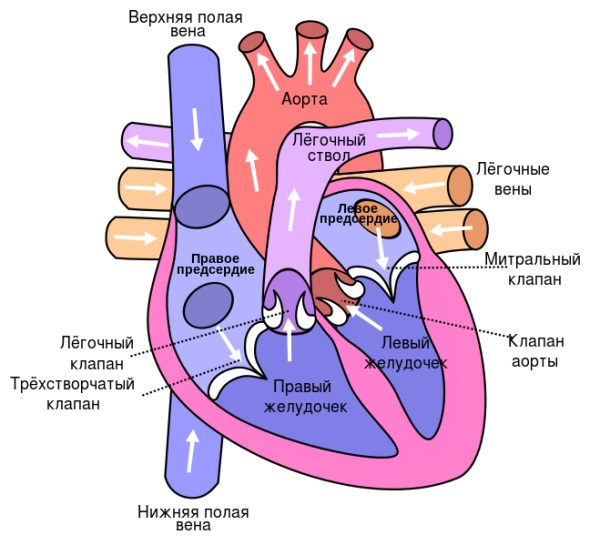 Схема Сердца Фото