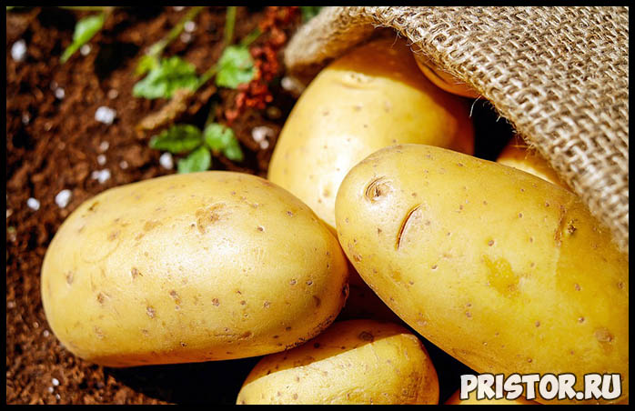 Можно ли есть проросшую картошку Картофель и здоровье человека 1