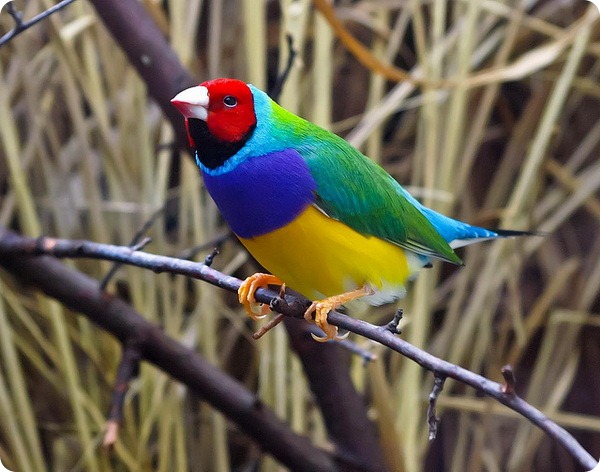 Топ-10 самых красивых и ярких птиц - фото и описание 1