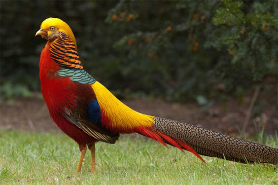Топ-10 самых красивых и ярких птиц - фото и описание 10