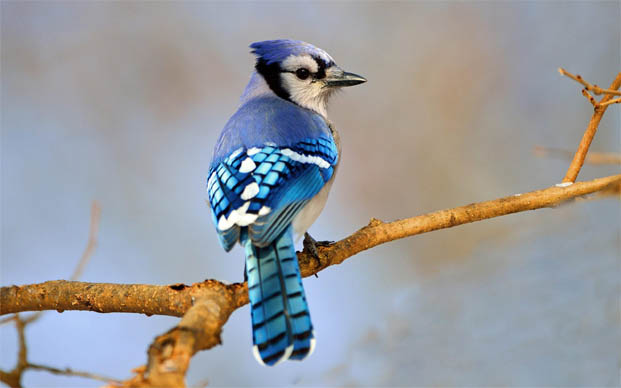 Топ-10 самых красивых и ярких птиц - фото и описание 4