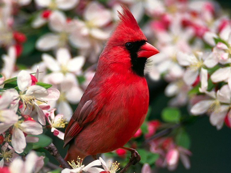 Топ-10 самых красивых и ярких птиц - фото и описание 5