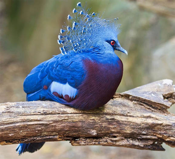 Топ-10 самых красивых и ярких птиц - фото и описание 6