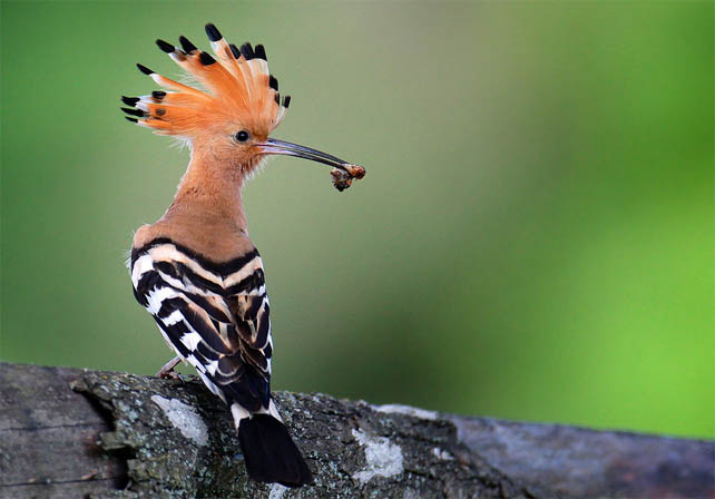 Топ-10 самых красивых и ярких птиц - фото и описание 7