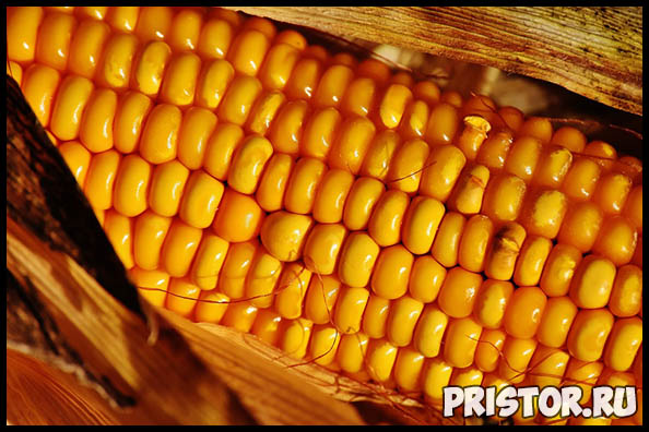 Как правильно и сколько варить кукурузу по времени - важные советы 2