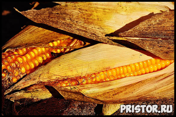 Как правильно и сколько варить кукурузу по времени - важные советы 3