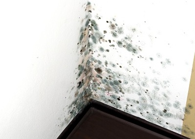 Как избавиться от плесени на стенах в квартире - советы и способы 3