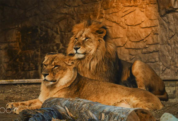 Красивые картинки львов и львиц - удивительные, прикольные и крутые 13
