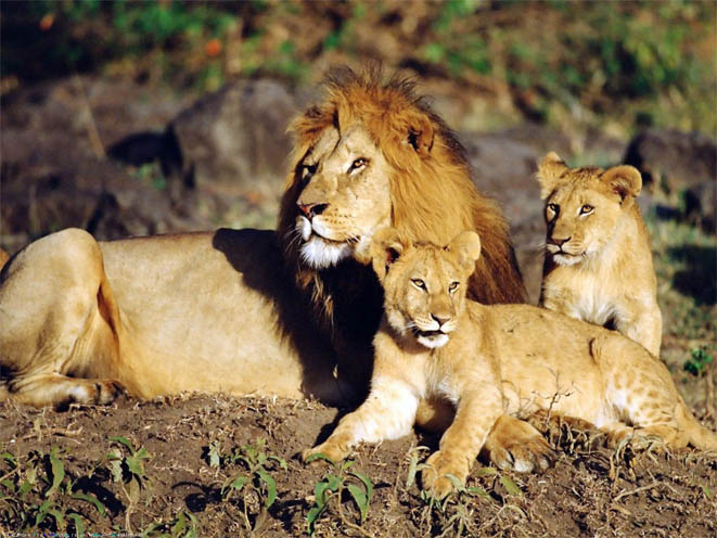 Красивые картинки львов и львиц - удивительные, прикольные и крутые 14