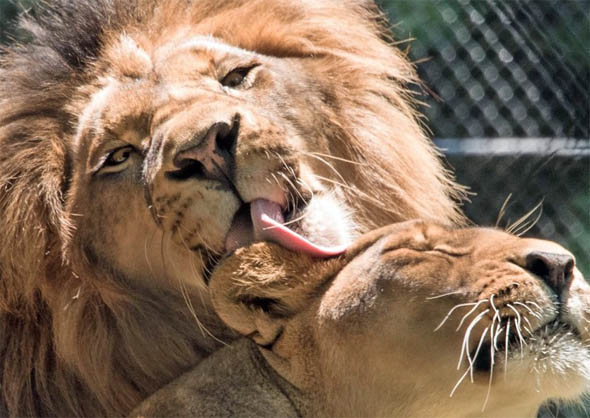 Красивые картинки львов и львиц - удивительные, прикольные и крутые 9