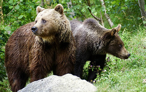 Медведица с медвежатами - красивые фото и картинки, удивительные 11