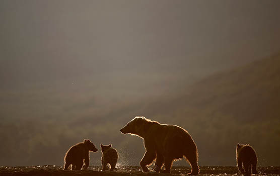 Медведица с медвежатами - красивые фото и картинки, удивительные 13