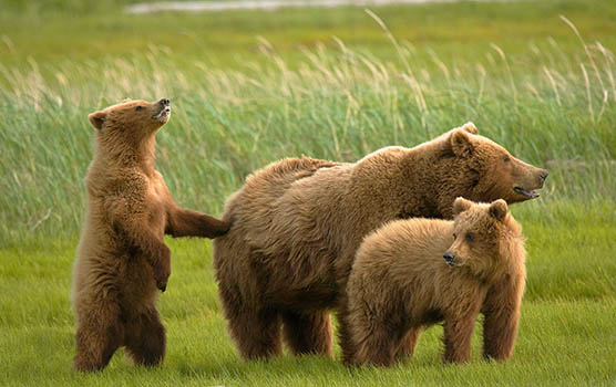 Медведица с медвежатами - красивые фото и картинки, удивительные 14
