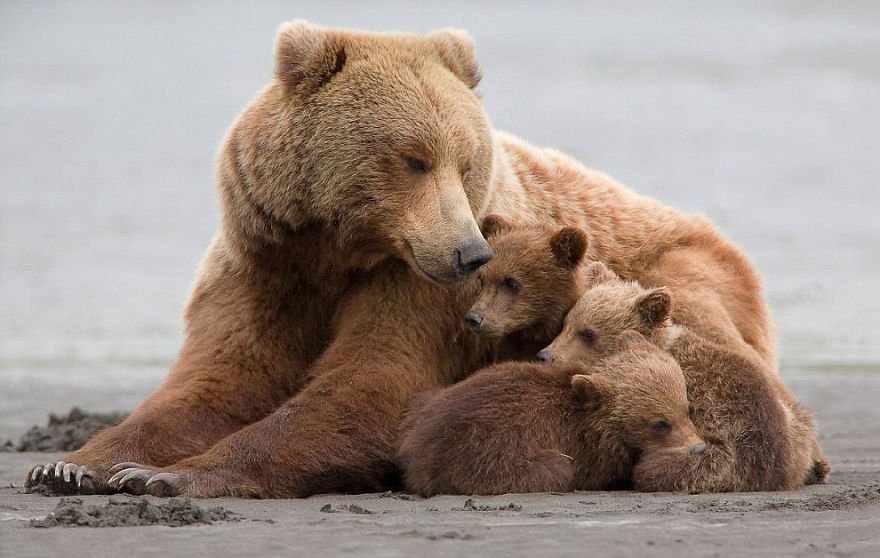 Медведица с медвежатами - красивые фото и картинки, удивительные 3