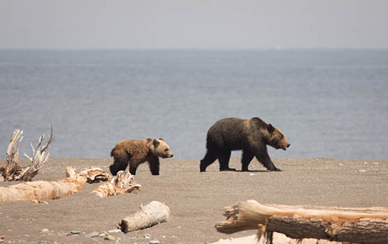 Медведица с медвежатами - красивые фото и картинки, удивительные 4
