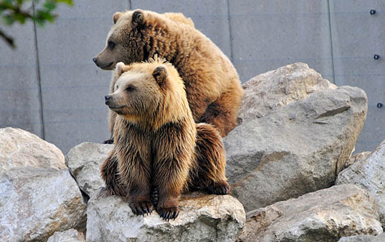 Медведица с медвежатами - красивые фото и картинки, удивительные 7
