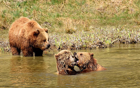 Медведица с медвежатами - красивые фото и картинки, удивительные 9