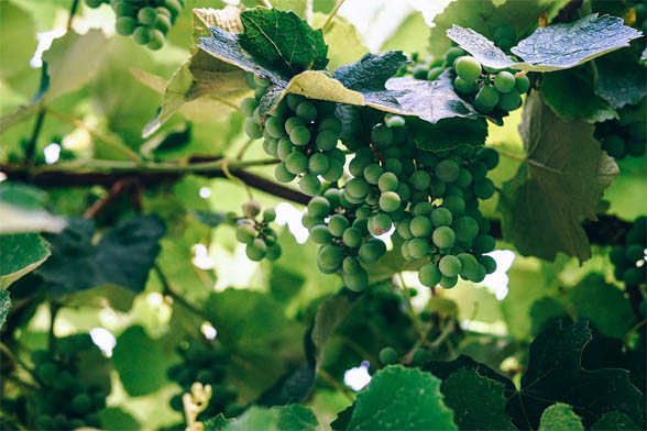 Как подготовить растения винограда к зиме - уход и основные советы 1