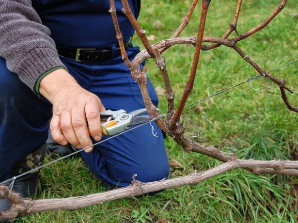 Как подготовить растения винограда к зиме - уход и основные советы 2