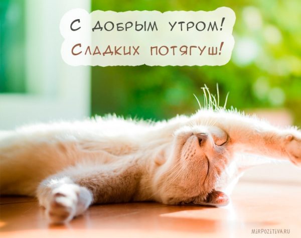 %D0%A1%D0%BA%D0%B0%D1%87%D0%B0%D1%82%D1%8C-%D0%BA%D0%B0%D1%80%D1%82%D0%B8%D0%BD%D0%BA%D0%B8-%D1%81-%D0%B4%D0%BE%D0%B1%D1%80%D1%8B%D0%BC-%D1%83%D1%82%D1%80%D0%BE%D0%BC-%D0%BE%D1%87%D0%B5%D0%BD%D1%8C-%D0%BA%D1%80%D0%B0%D1%81%D0%B8%D0%B2%D1%8B%D0%B5-%D0%B8-%D0%BF%D1%80%D0%B8%D0%BA%D0%BE%D0%BB%D1%8C%D0%BD%D1%8B%D0%B5-8-600x474.jpg