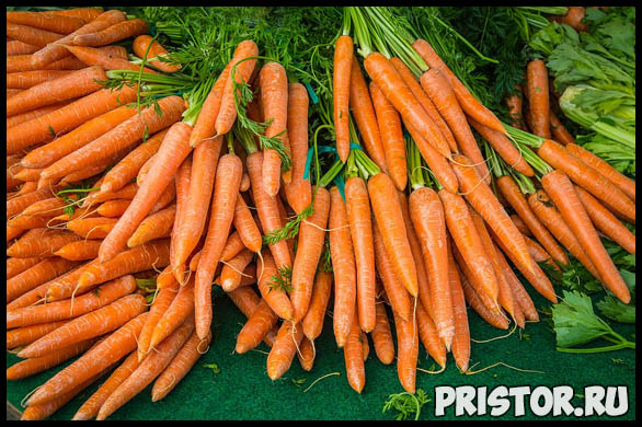 Как выращивать морковь в открытом грунте - основные советы и уход 2