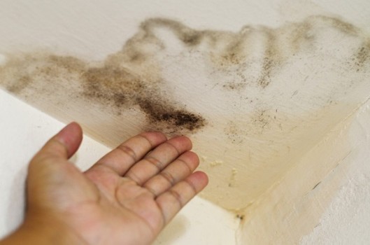 Как избавиться от грибка на стенах в домашних условиях - лучшие способы 3