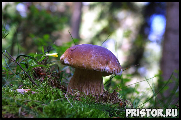 Поход за грибами - как правильно собирать грибы и что взять 2