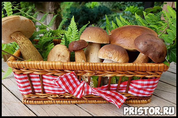 Поход за грибами - как правильно собирать грибы и что взять 3
