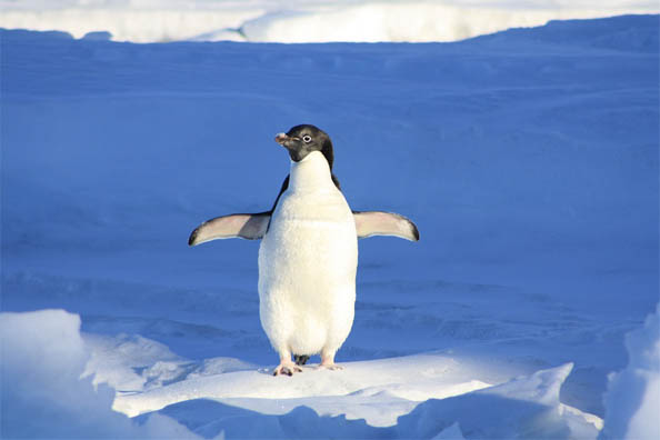Приколы про пингвинов - смешные и веселые картинки, фото 14