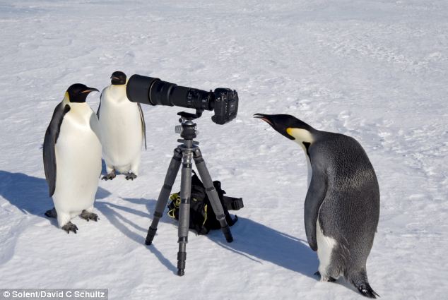 Приколы про пингвинов - смешные и веселые картинки, фото 15