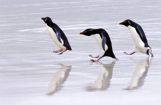 Приколы про пингвинов - смешные и веселые картинки, фото 19