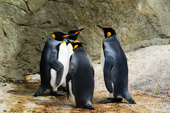 Приколы про пингвинов - смешные и веселые картинки, фото 2