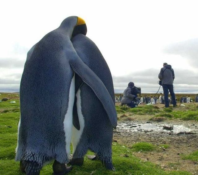 Приколы про пингвинов - смешные и веселые картинки, фото 4