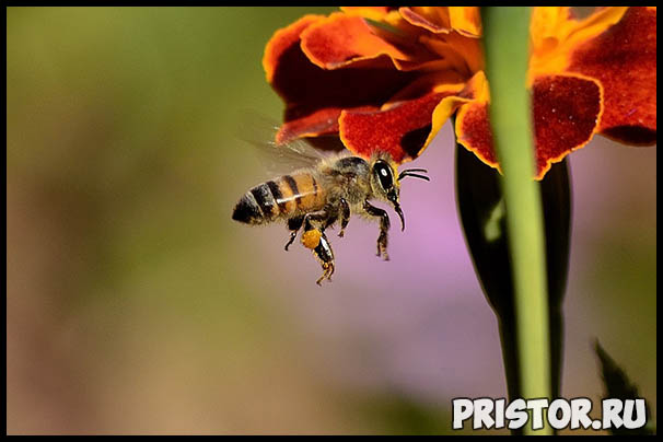 Пчелы наши друзья или враги - интересная информация про пчел 2